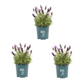 2.5QT Purple Lavender Live Perennial Plant Sun 3-Pack